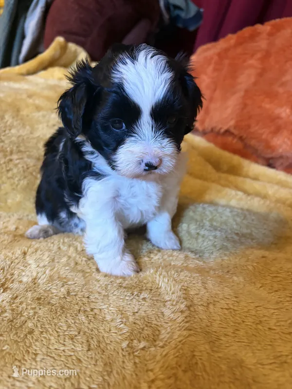 Shih-poo – Shihpoo puppy for sale in Nathalie, VA