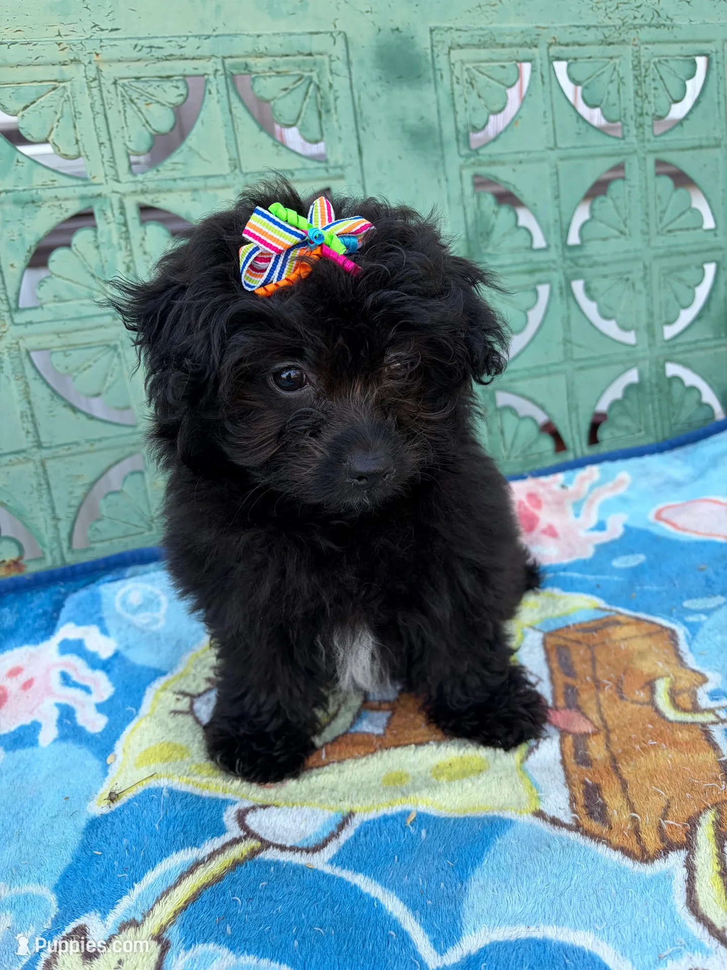 Pom-a-poo, a female Pomapoo for sale in Nathalie, VA – 3 of 6