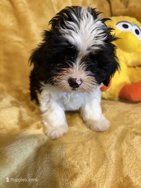 Shih-poo – Shihpoo puppy for sale in Nathalie, VA