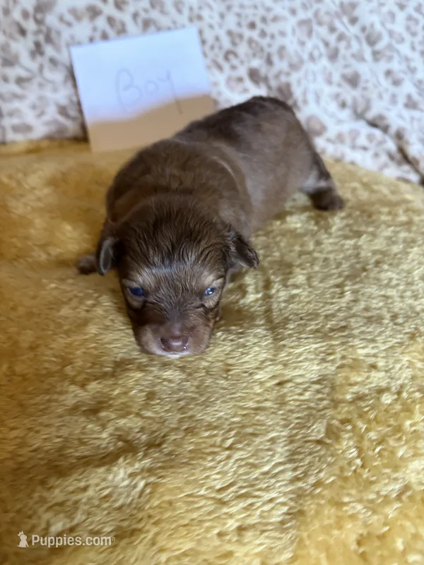 Pom-a-poo – Pomapoo puppy for sale in Nathalie, VA