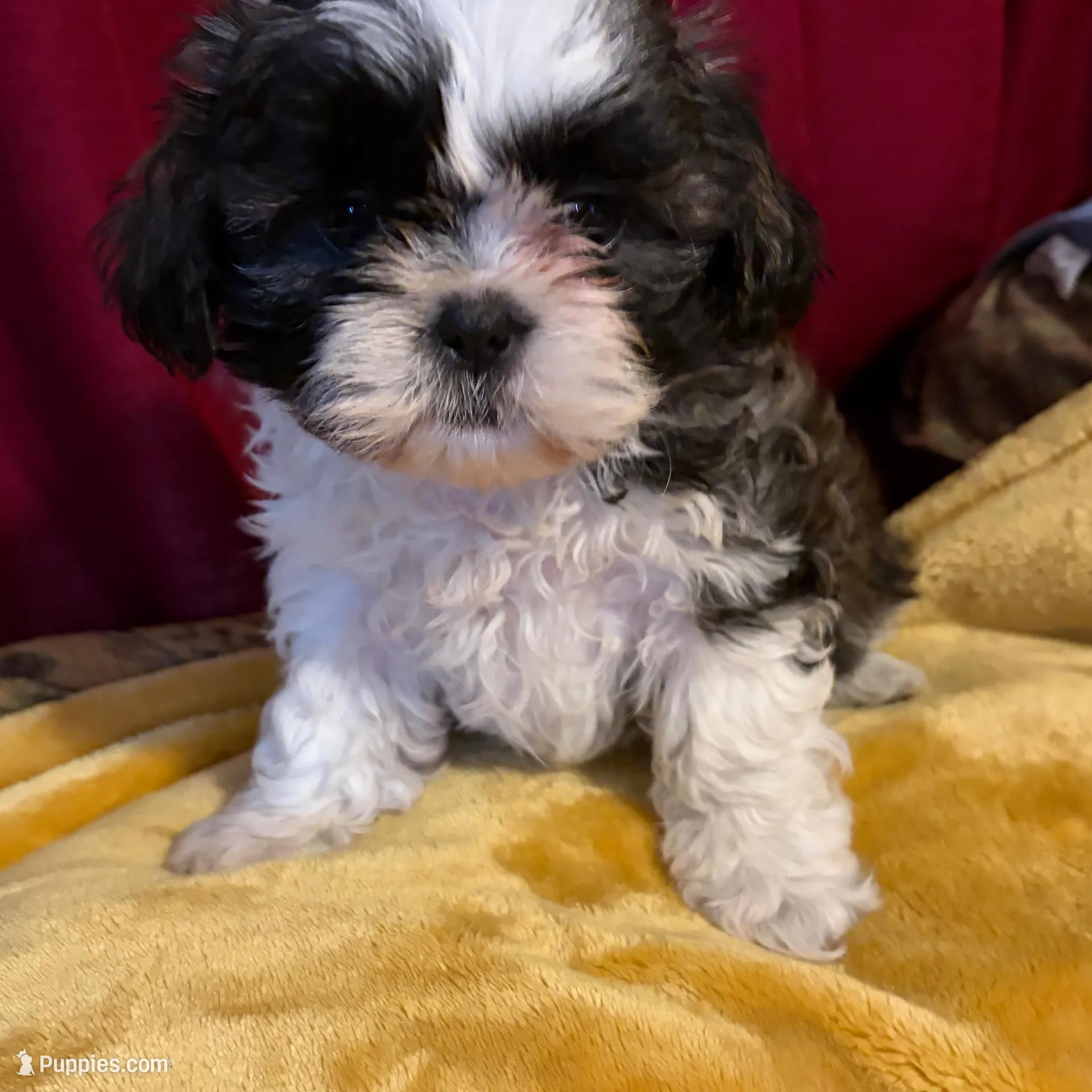 Shih-poo