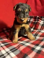 Welsh Terrier , a male Welsh Terrier for sale in Nathalie, VA – 3 of 8