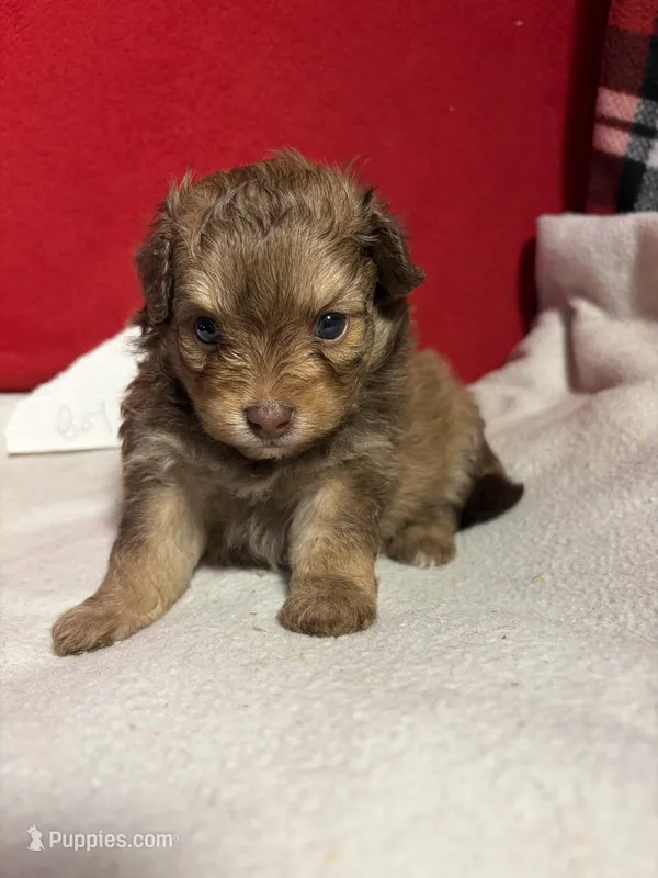 Pom-a-poo – Pomapoo puppy for sale in Nathalie, VA
