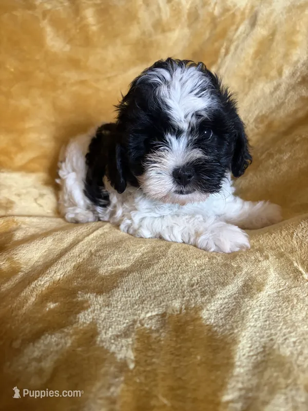 Shih-poo – Shihpoo puppy for sale in Nathalie, VA