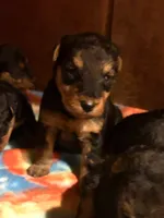 Welsh Terrier , a male Welsh Terrier for sale in Nathalie, VA – 4 of 6