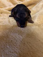 Welsh Terrier , a female Welsh Terrier for sale in Nathalie, VA – 3 of 4