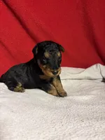 Welsh Terrier , a male Welsh Terrier for sale in Nathalie, VA – 4 of 8