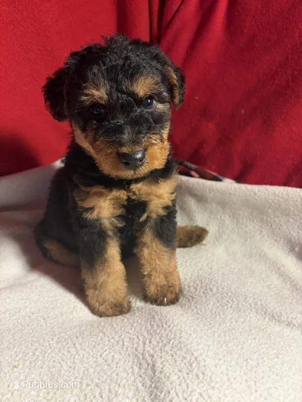 Welsh Terrier  – Welsh Terrier puppy for sale in Nathalie, VA