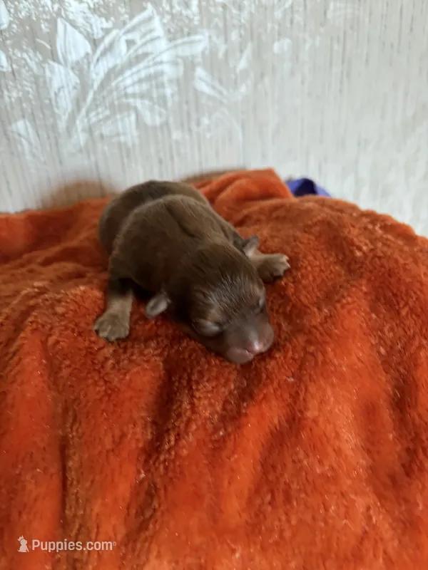 Pom-a-poo – Pomapoo puppy for sale in Nathalie, VA