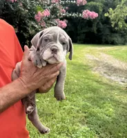 Lilly, a female English Bulldog and Olde English Bulldogge for sale in Sanford, NC – 1 of 1