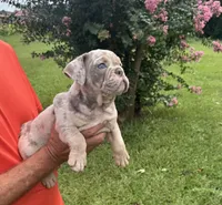 Hunny, a female English Bulldog and Olde English Bulldogge for sale in Sanford, NC – 1 of 1