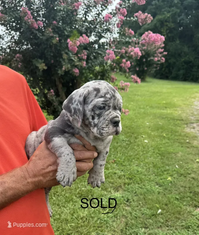 Cooper (SOLD) – English Bulldog, Olde English Bulldogge puppy for sale in Sanford, NC