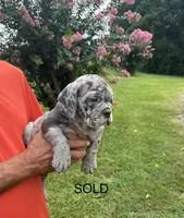 Cooper (SOLD), a male English Bulldog and Olde English Bulldogge for sale in Sanford, NC – 1 of 1