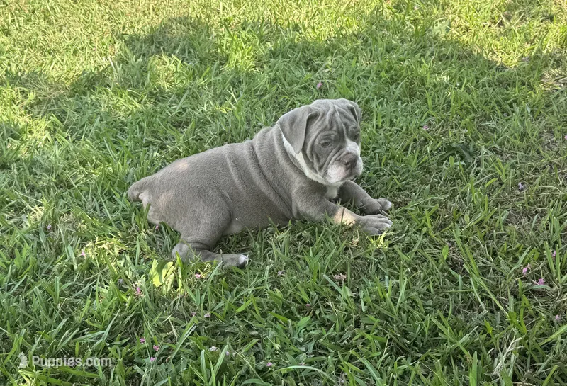 Lilly – English Bulldog, Olde English Bulldogge puppy for sale in Sanford, NC