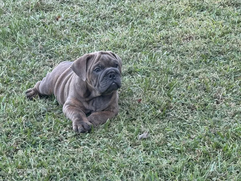 Cooper – English Bulldog, Olde English Bulldogge puppy for sale in Sanford, NC