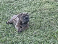 Cooper, a male English Bulldog and Olde English Bulldogge for sale in Sanford, NC – 1 of 1