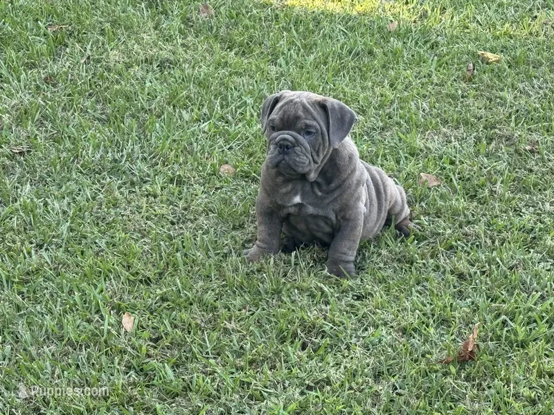 Rambo – English Bulldog, Olde English Bulldogge puppy for sale in Sanford, NC