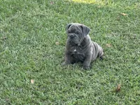 Rambo, a male English Bulldog and Olde English Bulldogge for sale in Sanford, NC – 1 of 2