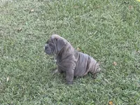 Rambo, a male English Bulldog and Olde English Bulldogge for sale in Sanford, NC – 2 of 2