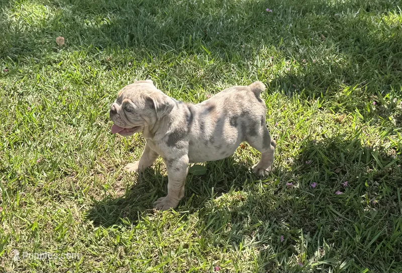 Hunny – English Bulldog, Olde English Bulldogge puppy for sale in Sanford, NC