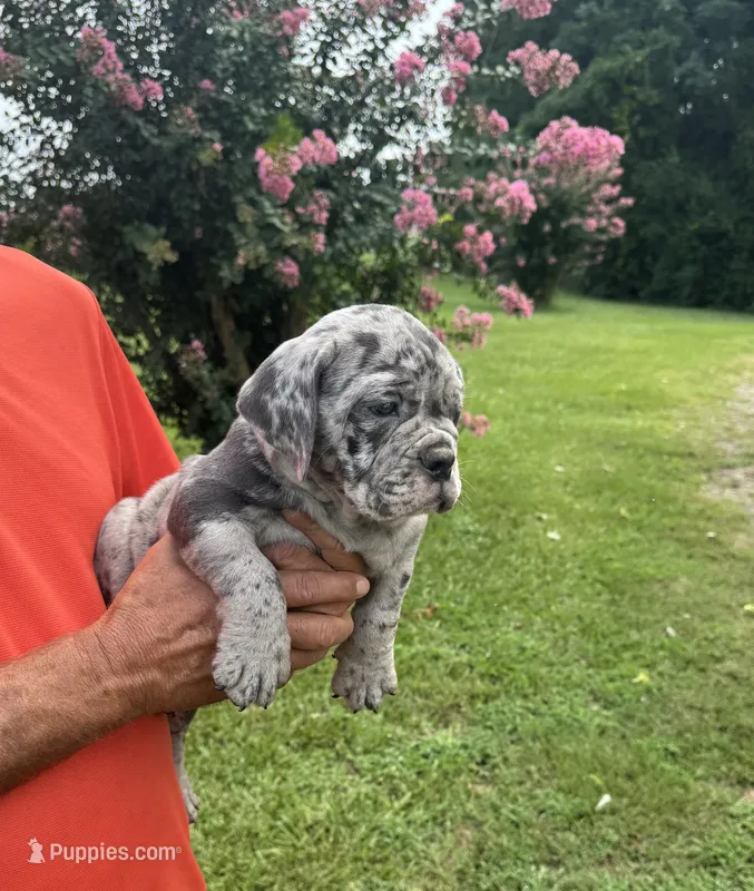 Cooper – English Bulldog, Olde English Bulldogge puppy for sale in Sanford, NC