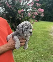 Cooper, a male English Bulldog and Olde English Bulldogge for sale in Sanford, NC – 1 of 1