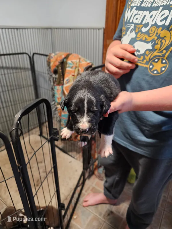 Black/white male  – Border Collie puppy for sale in Oxford, OH