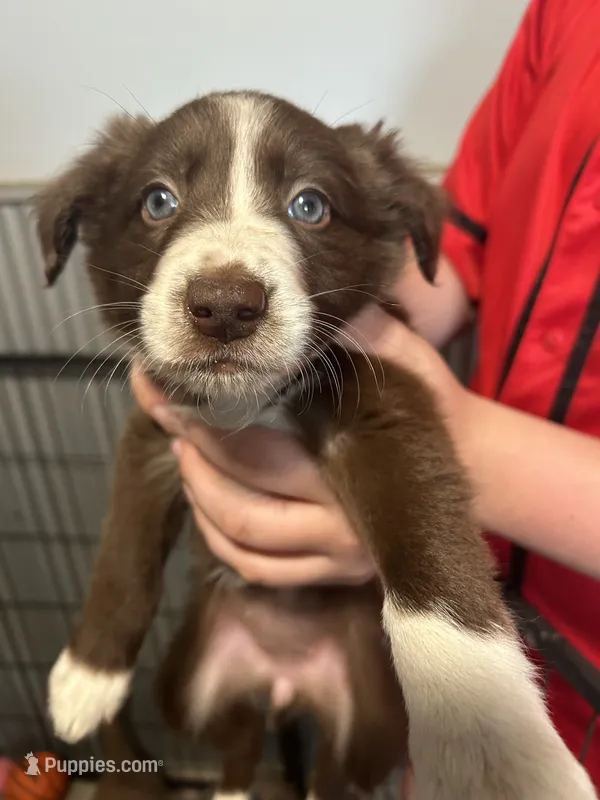 Brown female  – Border Collie puppy for sale in Oxford, OH