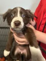 Brown female , a female Border Collie for sale in Oxford, OH – 1 of 2