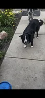 Male, a male Border Collie for sale in Oxford, OH – 9 of 9