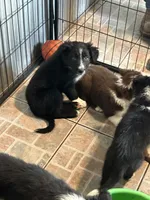 Black/white male , a male Border Collie for sale in Oxford, OH – 2 of 2