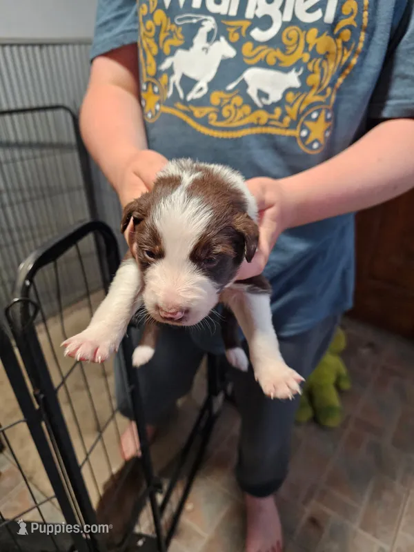 Male – Border Collie puppy for sale in Oxford, OH