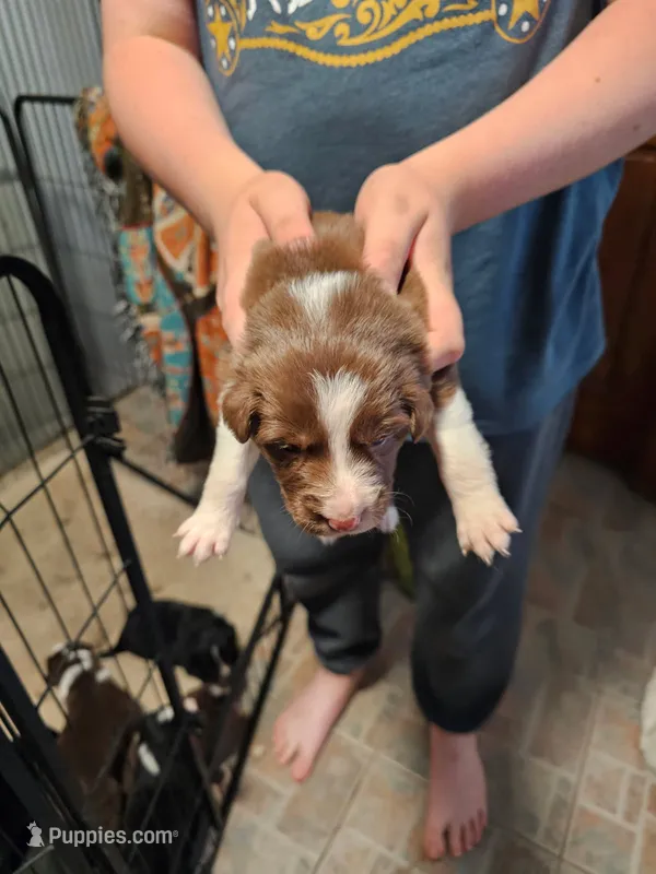 Brown femail – Border Collie puppy for sale in Oxford, OH