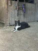 Male, a male Border Collie for sale in Oxford, OH – 8 of 9