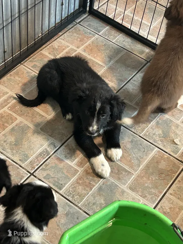 Black/white male  – Border Collie puppy for sale in Oxford, OH