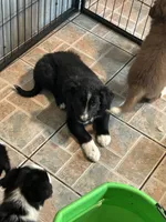 Black/white male , a male Border Collie for sale in Oxford, OH – 1 of 2