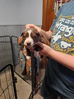 Male, a male Border Collie for sale in Oxford, OH – 7 of 9