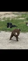 Brown female , a female Border Collie for sale in Oxford, OH – 2 of 2