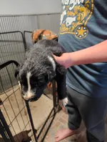 Male, a male Border Collie for sale in Oxford, OH – 3 of 9