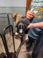 Male, a male Border Collie for sale in Oxford, OH – 6 of 9