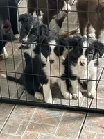 Black and white boy, a male Border Collie for sale in Oxford, OH – 2 of 2