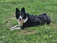 Brown femail, a female Border Collie for sale in Oxford, OH – 7 of 8