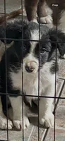 Black and white boy, a male Border Collie for sale in Oxford, OH – 1 of 2