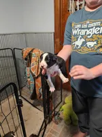 Male, a male Border Collie for sale in Oxford, OH – 2 of 9
