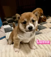 Luna, a female Shiba Inu for sale in Fairfax, VA – Photo 6 of 7