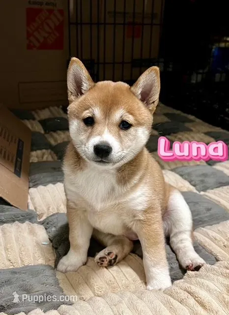 Luna