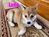 Luna, a female Shiba Inu for sale in Fairfax, VA – Photo 5 of 7