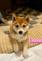 Luna, a female Shiba Inu for sale in Fairfax, VA – Photo 3 of 7