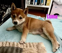 Luna, a female Shiba Inu for sale in Fairfax, VA – Photo 4 of 7