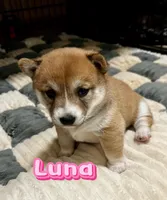 Luna, a female Shiba Inu for sale in Fairfax, VA – Photo 7 of 7